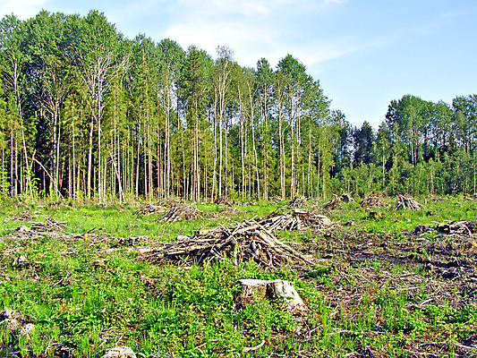 포토 JPG 해외이미지 나무 산업 종이 농업 자연 사람없음 야외 목재 초록색 쌓기 환경 재활용 손상 에너지 수확 죽음 반지 제조 보호 숲 장작 자르기 묘사 언덕 질감 통나무 자원 잡동사니 러시아인 생태학 수목 해외포토 서양인 식물 교육 컬러 컨셉 재료 장신구 모션 친환경 생태계 파일형식 이미지허브