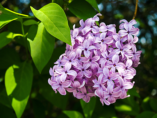 포토 JPG 해외이미지 식물 계절 꽃 꽃다발 백그라운드 잎 꽃무늬 자연 발렌타인데이 사람없음 장식 컬러풀 뷰티 환경 정원 보라색 봄 낭만 벚꽃 시골 축하 신선 개화 5월 다발 배열 제비꽃 순수 질감 향기 화단 향 라일락 해외포토 컬러 컨셉 무늬 데이이벤트 날짜 생태계 냄새 파일형식 이미지허브