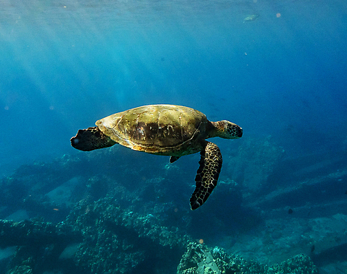 포토 JPG 해외이미지 여행 자연 풍경 사람없음 뷰티 수중 해외포토 생태계 파일형식 이미지허브