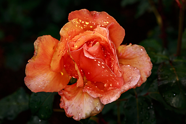 포토 JPG 해외이미지 꽃 산업 농업 자연 사람없음 야외 가로 컬러풀 한개 장미 봄 닫기 원예 카피스페이스 해외포토 식물 1 계절 컬러 모션 취미 공백 생태계 파일형식 이미지허브