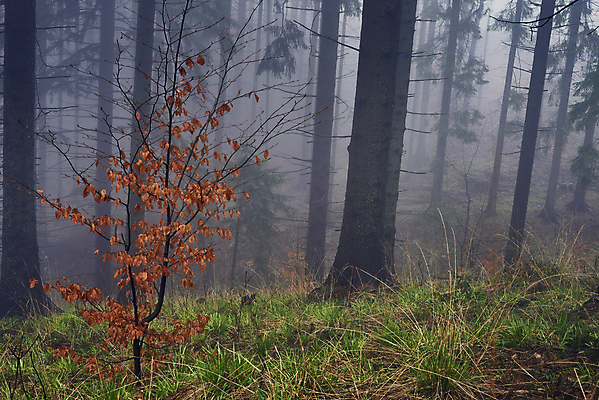 포토 JPG 해외이미지 나무 계절 잎 자연 아침 날씨 풍경 사람없음 가로 초록색 컬러풀 갈색 환경 어둠 봄 안개 바위 나뭇가지 소나무 숲 큼 침엽수 내추럴 뿌연 삼림지대 가문비나무 해외포토 주간 식물 컬러 돌_바위 크기 생태계 파일형식 이미지허브