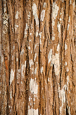 포토 JPG 해외이미지 나무 식물 선 백그라운드 자연 추상 프레임 사람없음 목재 뷰티 갈색 환경 검은색 질감 생태학 국경 해외포토 교육 컬러 무늬 재료 생태계 파일형식 이미지허브