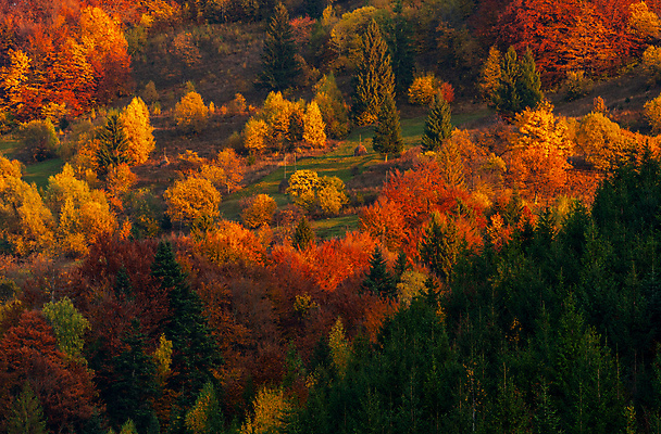 포토 JPG 해외이미지 나무 구름 계절 여행 백그라운드 낙엽 잎 밭 자연 하늘 아침 산 주택 풍경 초원 사람없음 야외 목재 빨간색 컬러풀 노란색 쌓기 침묵 가을 시골 소나무 건초더미 숲 땅 언덕 그림 침엽수 대각선 내추럴 강렬 해외포토 주간 자연요소 식물 선 컬러 농업 재료 모션 건물 소리 건초 생태계 파일형식 더미 이미지허브