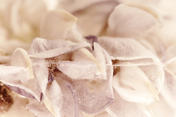 포토 JPG 해외이미지 식물 디자인 꽃 분홍색 꽃다발 백그라운드 컨셉 겨울 꽃무늬 일러스트 창문 자연 유리 벽지 추상 선물 사람없음 빨간색 초록색 물 뷰티 노란색 우주 얼음 벚꽃 흰색 신선 최고 다발 큐브 만족 서리 아로마 부드러움 공상 파스텔톤 스타일 해외포토 자연요소 계절 감정 컬러 무늬 재질 감각 생태계 파일형식 이미지허브