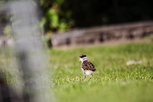 포토 JPG 해외이미지 주간 동물 1 호수 얼굴 야생동물 자연 조류 병아리 가면 사람없음 초록색 햇빛 뷰티 검은색 흰색 아기 호주 깃털 부리 동물상 해외포토 자연요소 컬러 사람 신체부위 태양 조형물 오세아니아 생태계 파일형식 이미지허브