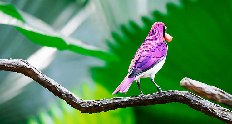 포토 JPG 해외이미지 동물 공원 야생동물 아프리카 자연 조류 사람없음 야외 가로 초록색 컬러풀 보라색 흰색 나뭇가지 숲 제비꽃 깃털 자두 남쪽 해외포토 나무 공공시설 꽃 나라 컬러 과일 방향 생태계 파일형식 이미지허브