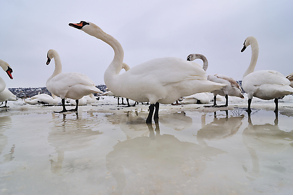 포토 JPG 해외이미지 동물 계절 유럽 호수 야생동물 겨울 자연 조류 오리 사람없음 야외 물 강 뷰티 냉동 얼음 화목 추위 흰색 시골 그룹 우아함 깃털 서리 백조 내추럴 다뉴브강 단아함 웅장함 해외포토 자연요소 나라 컬러 컨셉 생태계 파일형식 이미지허브