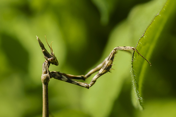 포토 JPG 해외이미지 동물 유럽 야생동물 곤충 백그라운드 절지류 자연 안테나 사람없음 초록색 여름 갈색 머리 기도 닫기 벌레 작음 지중해 관목 묘사 사냥 육식동물 동물상 해외포토 나무 계절 나라 바다 컬러 통신 모션 신체부위 조형물 크기 생태계 파일형식 이미지허브