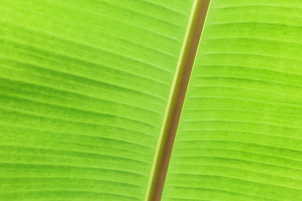 포토 JPG 해외이미지 나무 식물 디자인 계절 백그라운드 잎 패턴 자연 벽지 추상 바나나 건강 손바닥 미술 사람없음 장식 초록색 물 뷰티 환경 정원 봄 활발 성장 물방울 신선 떨어짐 숲 큼 묘사 유기농 질감 내추럴 고립 생태학 엘리먼트 이국적 그리너리 해외포토 자연요소 손 웰빙 교육 컬러 컨셉 무늬 과일 문화예술 크기 생태계 파일형식 트랜드컬러 이미지허브