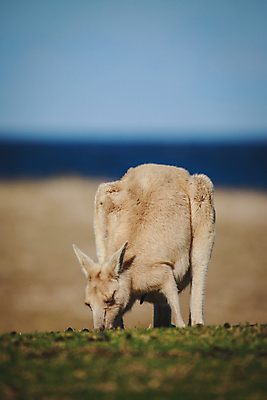 포토 JPG 해외이미지 동물 응시 공원 야생동물 여행 백그라운드 밭 포유류 가족 자연 엄마 휴가 털 풍경 사람없음 야외 빨간색 초록색 여름 갈색 회색 흰색 아기 호주 숲 모피 캥거루 동쪽 내추럴 오지 파우치 해외포토 시선 계절 공공시설 컬러 농업 가방 관계 사람 오세아니아 방향 생태계 파일형식 이미지허브