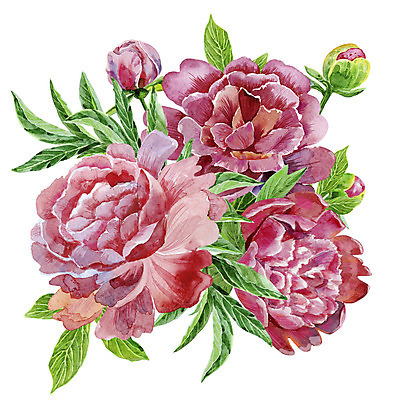 JPG 해외이미지 일러스트 사람없음 작약 해외일러스트 꽃 파일형식 이미지허브