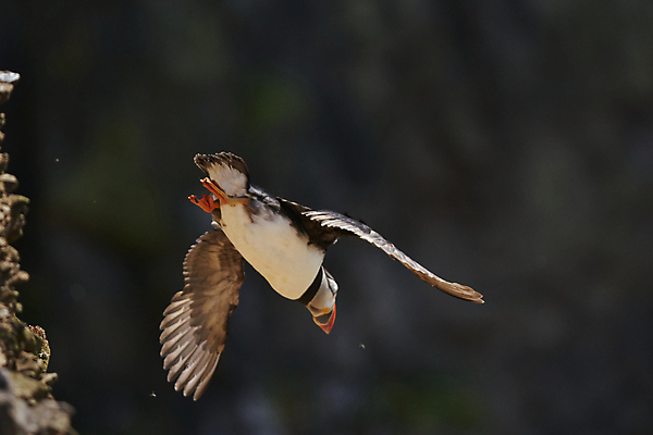포토 JPG 해외이미지 동물 계절 야생동물 바다 섬 날개 오렌지 자연 조류 웨일즈 사람없음 빨간색 파란색 컬러풀 노란색 검은색 흰색 작음 깃털 시작 부리 멸종 이륙 대서양 계산서 내추럴 동물상 왕국 많음 펨브룩셔 해외포토 컬러 컨셉 과일 영국 조형물 크기 생태계 파일형식 이미지허브