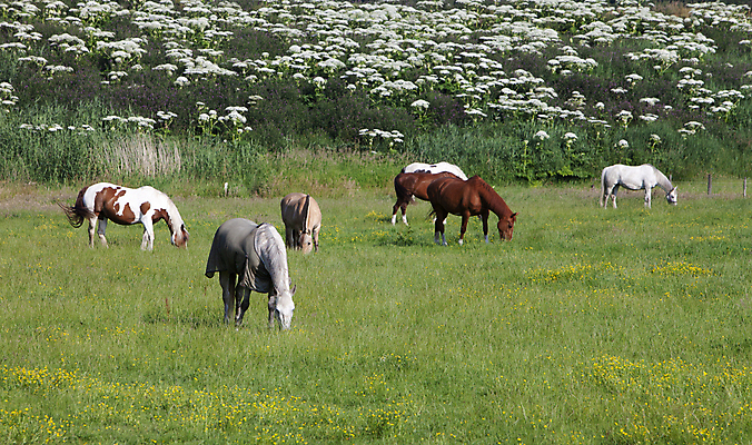 포토 JPG 해외이미지 주간 여러마리 사람없음 야외 시골 말_동물 해외포토 자연요소 다수 포유류 파일형식 이미지허브