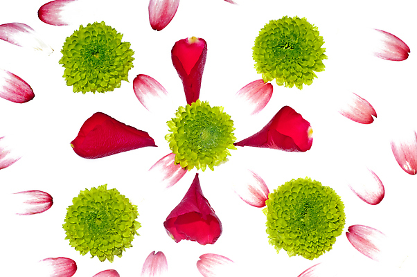 포토 JPG 해외이미지 꽃 백그라운드 잎 미술 사람없음 빨간색 초록색 빛 낭만 벚꽃 흰색 그리기 만족 해외포토 식물 감정 컬러 컨셉 모션 문화예술 파일형식 이미지허브