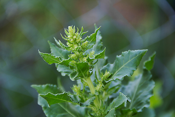 포토 JPG 해외이미지 식물 꽃 음식 잎 밭 농업 채소 자연 씨앗 사람없음 초록색 농경지 수확 시골 농부 과수원 원예 날것 식용 영양소 해외포토 직업 산업 컬러 취미 농장 생태계 파일형식 이미지허브