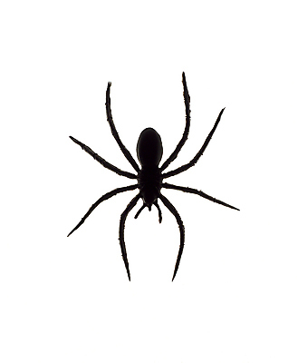 포토 JPG 해외이미지 스튜디오촬영 로우앵글 실내 사람없음 가로 컬러풀 한개 장난감 검은색 흰색 플라스틱 자르기 흰배경 거미 거짓 고립 해외포토 1 뷰포인트 컬러 곤충 백그라운드 모션 재질 내부 파일형식 이미지허브