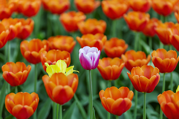 포토 JPG 해외이미지 식물 계절 공원 꽃잎 꽃 꽃다발 백그라운드 잎 꽃무늬 밭 자연 사람없음 장식 초록색 여름 컬러풀 뷰티 환경 정원 봄 활발 튤립 성장 벚꽃 흰색 신선 개화 화단 내추럴 영원 해외포토 공공시설 컬러 컨셉 무늬 농업 생태계 파일형식 이미지허브