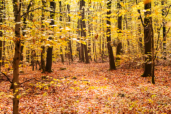 포토 JPG 해외이미지 나무 계절 공원 길 백그라운드 단풍 잎 오렌지 자연 사람없음 야외 목재 빨간색 빛 컬러풀 햇빛 태양 노란색 환경 맑음 활발 나뭇가지 황금 숲 11월 장면 10월 내추럴 해외포토 자연요소 식물 공공시설 컬러 컨셉 과일 재료 날씨 날짜 생태계 파일형식 이미지허브