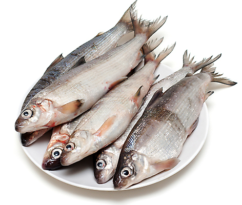 포토 JPG 해외이미지 접시 음식 바다 다이어트 재료 자연 낚시 건강 육류 어류 사람없음 주방 저녁식사 흰색 신선 은색 먹기 해산물 눈금 날것 지느러미 태평양 고립 생식 영양소 오메가 해외포토 식기 컬러 식재료 모션 레저 식사 수중동물 생태계 파일형식 이미지허브