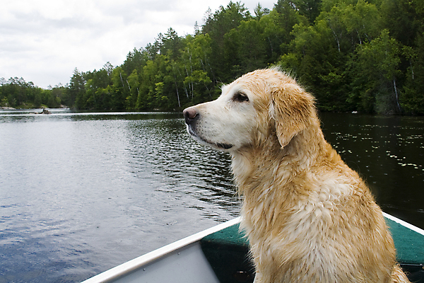 포토 JPG 해외이미지 나무 호수 휴가 사람없음 초록색 물 여름 공백 보트 개 북쪽 해외포토 자연요소 식물 계절 컬러 배_교통 포유류 방향 파일형식 이미지허브