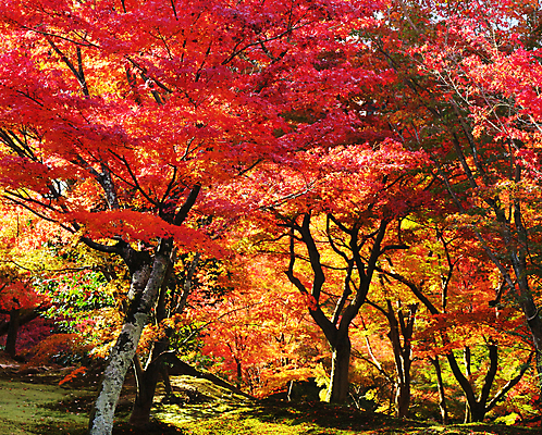 포토 JPG 해외이미지 주간 단풍 단풍나무 풍경 사람없음 야외 가을 해외포토 자연요소 나무 계절 잎 파일형식 이미지허브