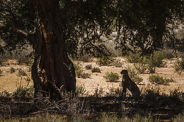 포토 JPG 해외이미지 나무 동물 야생동물 포유류 아프리카 자연 국립공원 사람없음 가로 관광지 고양이 사막 황무지 보호 사파리 치타 나미비아 남아프리카 보츠와나 보호구역 칼라하리 해외포토 식물 공원 나라 여행 컨셉 반려동물 생태계 구역 파일형식 이미지허브