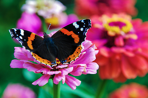 포토 JPG 해외이미지 식물 꽃 분홍색 나비 곤충 꽃무늬 오렌지 자연 사람없음 야외 빨간색 컬러풀 정원 검은색 봄 벚꽃 해외포토 동물 계절 컬러 무늬 과일 생태계 파일형식 이미지허브
