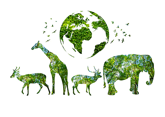 포토 JPG 해외이미지 나무 식물 동물 디자인 지구 야생동물 음식 백그라운드 컨셉 잎 일러스트 자연 추상 사슴 코끼리 동물원 사람 풍경 사람없음 야외 목재 초록색 여름 세계 글로벌 지구본 환경 행성 축하 호랑이 보호 숲 기린 사인 에코 육식동물 내추럴 고립 생태학 해외일러스트 계절 교육 컬러 무늬 재료 포유류 우주 생태계 파일형식 이미지허브