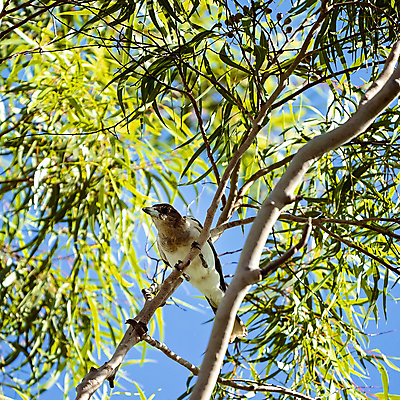 포토 JPG 해외이미지 나무 동물 공원 얼굴 야생동물 백그라운드 부분 자연 조류 왕관 사람없음 야외 초록색 파란색 컬러풀 갈색 환경 봄 흰색 나뭇가지 악단 호주 숲 깃털 부리 부름 시끄러움 서식지 내추럴 주민 해외포토 식물 계절 공공시설 음악 컬러 모션 신체부위 오세아니아 생태계 파일형식 이미지허브