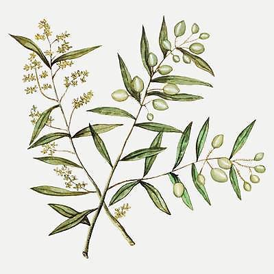EPS 해외이미지 나무 식물 계절 열매 유럽 포스터 음식 잎 농업 과일 일러스트 자연 건강 요리 장식 초록색 여름 농장 평화 주방 정원 수확 나뭇가지 시골 신선 기름 지중해 허브 그리스 유기농 올리브 그리스인 고립 밭일 해외일러스트 서양인 웰빙 나라 산업 바다 컬러 컨셉 생태계 파일형식 벡터 외국인 인종 사람 이미지허브