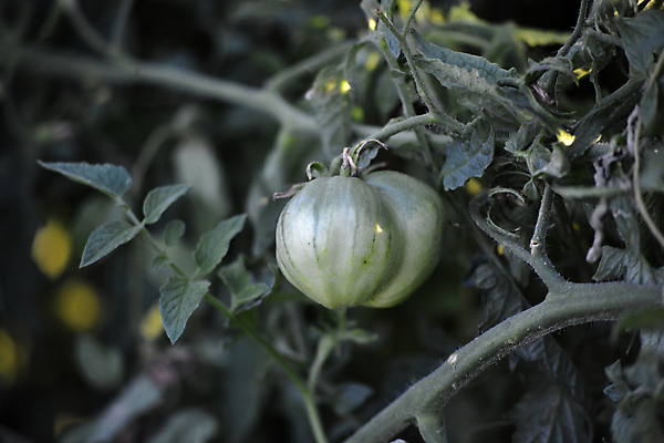 포토 JPG 해외이미지 식물 산업 음식 농업 토마토 채소 자연 씨앗 사람없음 아웃포커스 빨간색 초록색 여름 농작물 농장 성장 신선 유기농 먼지 포도나무 건강식 채소밭 숙성 해외포토 웰빙 계절 컬러 밭 촬영기법 과일나무 생태계 파일형식 이미지허브