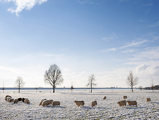 포토 JPG 해외이미지 나무 동물 계절 공원 유럽 백그라운드 겨울 밭 농업 포유류 자연 하늘 아침 날씨 풍경 초원 사람없음 야외 농장 냉동 얼음 가축 추위 흰색 시골 양 그룹 군중 방목 네덜란드 서리 장면 내추럴 양모 밭일 해외포토 주간 자연요소 식물 공공시설 나라 산업 컬러 사람 직물 축산업 생태계 파일형식 이미지허브