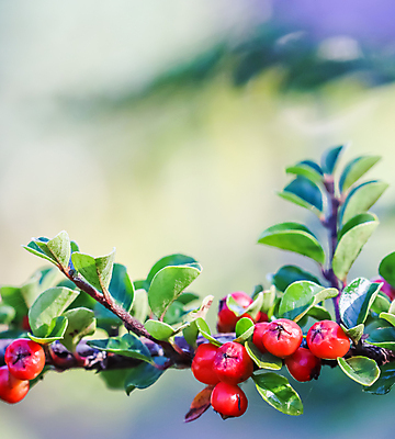포토 JPG 해외이미지 식물 디자인 계절 분홍색 백그라운드 단풍 잎 꽃무늬 과일 자연 휴가 사람없음 야외 가로 빨간색 초록색 환경 정원 맑음 놀람 수확 성장 나뭇가지 신선 작음 9월 관목 묘사 원예 내추럴 해외포토 나무 꽃 감정 컬러 무늬 농업 날씨 표정 취미 날짜 크기 생태계 파일형식 이미지허브