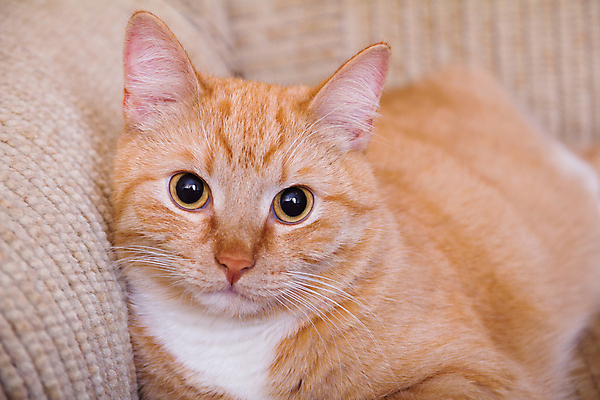 포토 JPG 해외이미지 동물 디자인 응시 오렌지 가족 발 자연 친절 표정 사람없음 반려동물 고양이 달콤 소프트포커스 청소 집중 콧수염 만족 코 매움 꼬리 귀 꿀 생강 양모 기르기 돌봄 발톱 해외포토 시선 감정 컨셉 채소 과일 포유류 관계 모션 수염 촬영기법 신체부위 직물 맛 생태계 파일형식 이미지허브