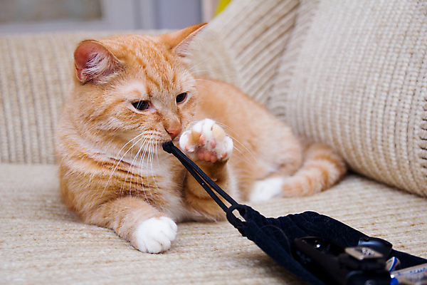 포토 JPG 해외이미지 동물 디자인 응시 오렌지 가족 발 자연 친절 표정 사람없음 반려동물 고양이 달콤 소프트포커스 청소 집중 콧수염 만족 코 매움 꼬리 귀 꿀 생강 양모 기르기 돌봄 발톱 해외포토 시선 감정 컨셉 채소 과일 포유류 관계 모션 수염 촬영기법 신체부위 직물 맛 생태계 파일형식 이미지허브