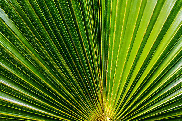 포토 JPG 해외이미지 나무 식물 디자인 선 백그라운드 잎 패턴 자연 벽지 표면 추상 손바닥 미술 사람없음 초록색 여름 빛 햇빛 뷰티 우주 환경 활발 성장 신선 닫기 큼 열대우림 묘사 유기농 질감 자연백그라운드 내추럴 강렬 해외포토 손 웰빙 계절 컬러 컨셉 무늬 모션 문화예술 태양 숲 크기 생태계 파일형식 이미지허브