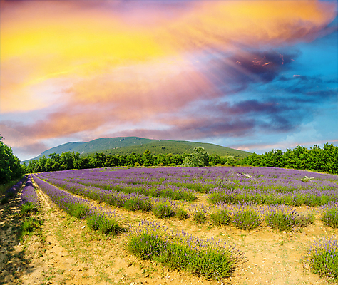포토 JPG 해외이미지 나무 식물 꽃 유럽 선 밭 자연 풍경 사람없음 여름 파란색 컬러풀 뷰티 환경 보라색 활발 프랑스 벚꽃 시골 개화 자주색 허브 제비꽃 그림 향기 아로마 아로마테라피 라벤더 내추럴 프랑스어 프로방스 해외포토 문자 계절 나라 컬러 컨셉 농업 생태계 냄새 테라피 파일형식 이미지허브