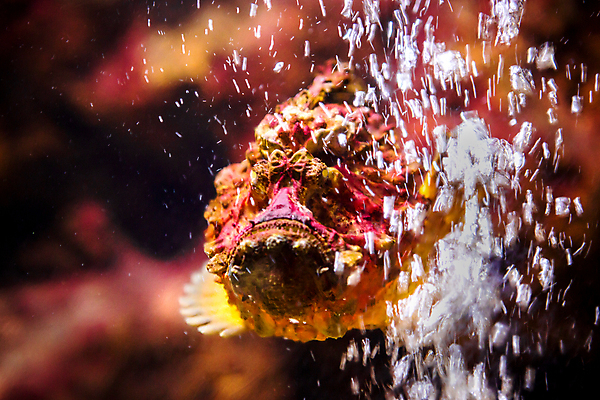 포토 JPG 해외이미지 야생동물 바다 여행 자연 동물원 어류 사람없음 물 파란색 뷰티 수중 수영 줄무늬 활발 산호 사자 묘사 탱크 얼룩말 암초 수족관 깊이 모스크바 소금물 이국적 짠맛 해외포토 자연요소 동물 컬러 컨셉 무늬 포유류 수중동물 수상스포츠 말_동물 자포동물 맛 생태계 러시아 파일형식 이미지허브