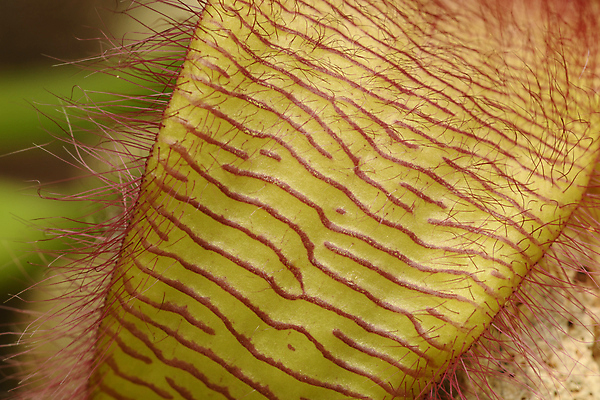 포토 JPG 해외이미지 식물 꽃 곤충 사람없음 초록색 계란 수분 냄새 거인 두꺼비 악취 해외포토 동물 컬러 양서류 알 파일형식 이미지허브