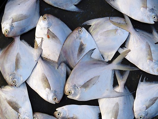 포토 JPG 해외이미지 음식 종류 어류 사람없음 해산물 오브젝트 날것 많음 해외포토 컨셉 수중동물 파일형식 이미지허브