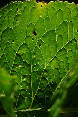 포토 JPG 해외이미지 나무 식물 계절 음식 곤충 백그라운드 잎 패턴 농업 재료 자연 추상 골격 건강 요리 미술 경사 사람없음 장식 초록색 여름 환경 정원 봄 줄무늬 활발 신선 점 구멍 큼 향신료 묘사 에코 유기농 질감 정맥 내추럴 생태학 총각무 해외포토 동물 웰빙 교육 산업 컬러 컨셉 무늬 문화예술 크기 무 생태계 혈관 향미료 파일형식 이미지허브