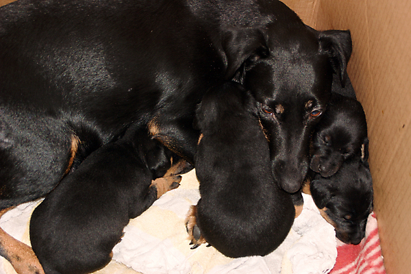 포토 JPG 해외이미지 동물 여자 음식 포유류 털 사랑 사람없음 반려동물 임신 우유 개 리트리버 강아지 송곳니 충실 해외포토 감정 유제품 사람 치아 파일형식 이미지허브