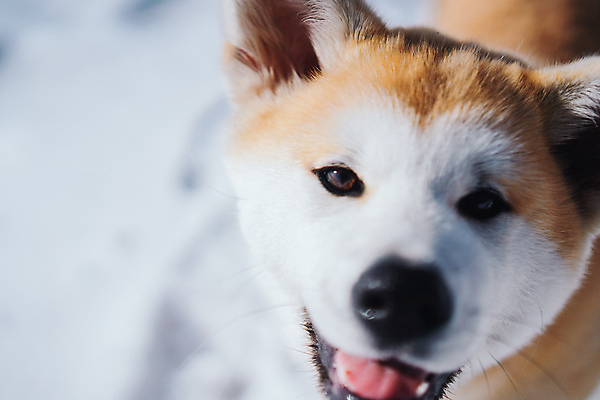 포토 JPG 해외이미지 동물 행복 수염 털 미소 사람없음 반려동물 개 솜털 기르기 블러 해외포토 감정 포유류 표정 돌봄 파일형식 이미지허브