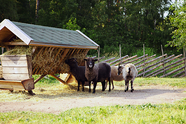 포토 JPG 해외이미지 동물 응시 공원 아시아 야생동물 여행 밭 농업 포유류 자연 털 동물원 사람없음 야외 울타리 농장 농경지 갈색 머리 환경 가축 목장 흰색 시골 양 군중 먹이 방목 양고기 내추럴 밭일 해외포토 시선 공공시설 나라 산업 컬러 육류 사람 신체부위 담장 축산업 생태계 파일형식 이미지허브
