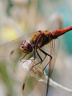포토 JPG 해외이미지 식물 야생동물 줄기 곤충 잎 오렌지 자연 휴식 사람없음 갈색 용 잠자리 큼 해외포토 동물 컬러 컨셉 과일 크기 생태계 파일형식 이미지허브