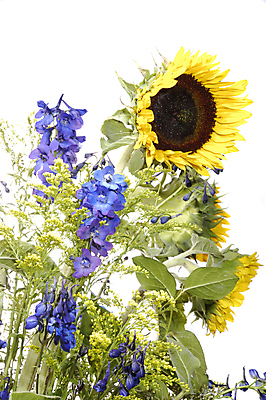 포토 JPG 해외이미지 꽃 줄기 꽃다발 잎 해바라기 실내 사람없음 흰배경 해외포토 식물 백그라운드 내부 흰색 파일형식 이미지허브