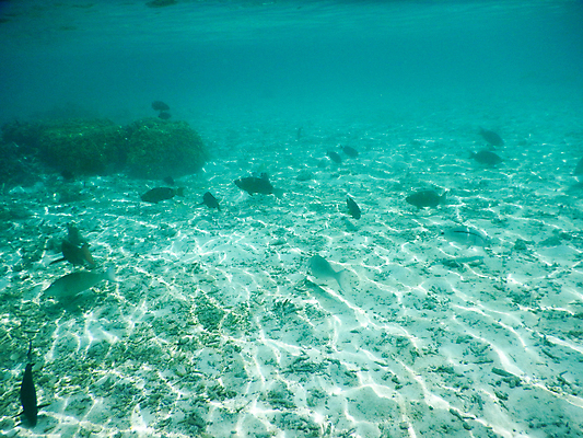 포토 JPG 해외이미지 동물 남자 야생동물 스포츠 바다 섬 여행 백그라운드 학교 자연 휴가 어류 풍경 사람없음 빨간색 물 파란색 컬러풀 뷰티 수중 산호 잠수부 큼 아래 다이빙 장면 암초 몰디브 이국적 해외포토 자연요소 교육 아시아 컬러 사람 수영 수중동물 자포동물 전문직 크기 방향 생태계 위치 수중스포츠 파일형식 이미지허브