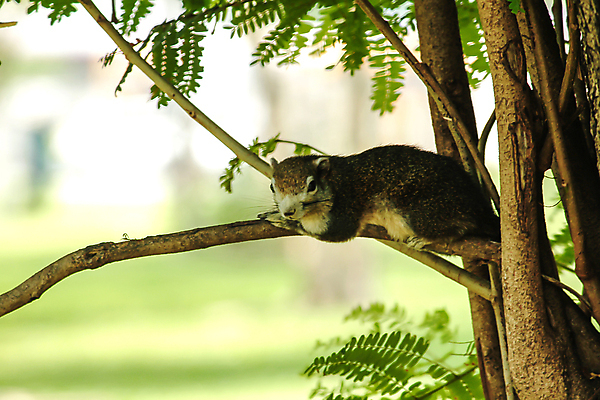 포토 JPG 해외이미지 나무 식물 동물 1 공원 야생동물 잎 포유류 태국 자연 아침 털 사람없음 야외 목재 초록색 빛 컬러풀 태양 뷰티 정원 맑음 흰색 도시 닫기 해충 설치류 숲 작음 모피 먹기 호기심 꼬리 방콕 다람쥐 오르기 솜털 토막 내추럴 수유 해외포토 주간 자연요소 공공시설 감정 아시아 컬러 컨셉 재료 모션 날씨 벌레 크기 생태계 파일형식 이미지허브