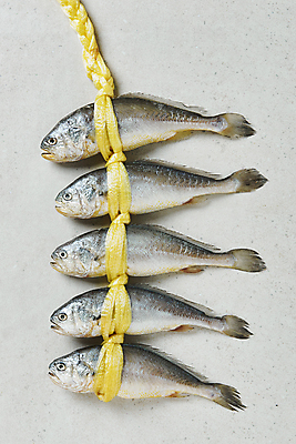 포토 JPG 스튜디오촬영 여러마리 식재료 회색배경 실내 사람없음 하이앵글 묶기 노끈 굴비 국내포토 줄 뷰포인트 다수 백그라운드 모션 어류 내부 회색 파일형식