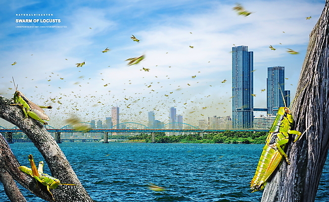 PSD 나무 편집이미지 사람없음 건물 강 나뭇가지 도시 자연재해 메뚜기 메뚜기떼 가교 이미지편집 식물 건축물 곤충 재해 파일형식